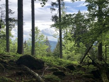 Trees in forest against sky