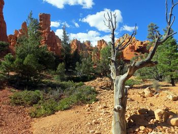 Plants growing on land against sky