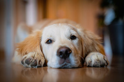 Close-up portrait of golden retriever relaxing on floor