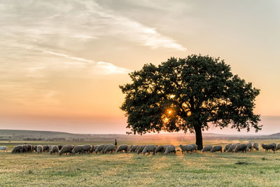 Tree on landscape against sky during sunset