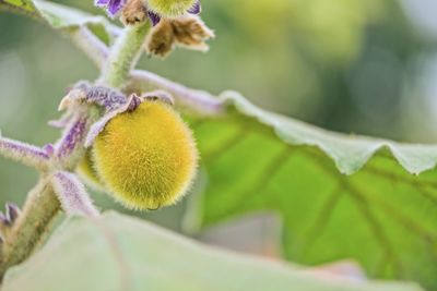 Close-up of fruit growing on plant