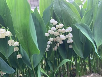 Close-up of white flowering plant