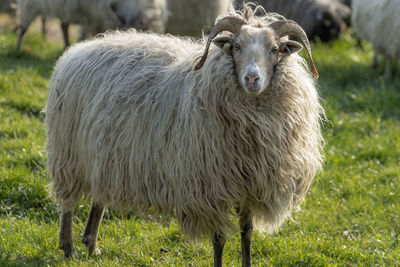 Portrait of a sheep on field