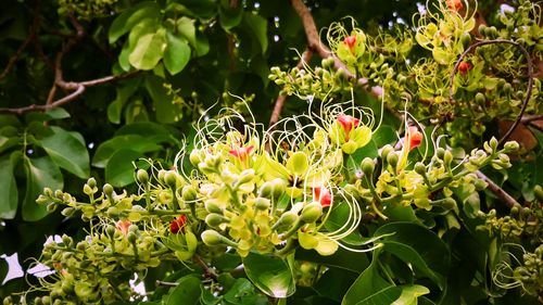 Close-up of flowering plant