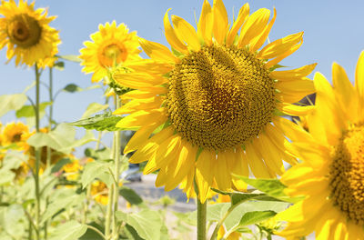 Close-up of sunflowers blooming on field against sky