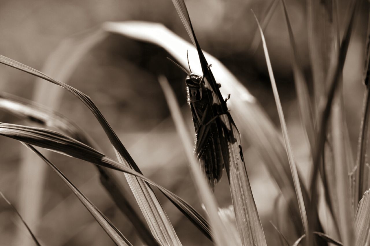 one animal, animal themes, animals in the wild, wildlife, plant, insect, close-up, focus on foreground, grass, nature, selective focus, dragonfly, day, stem, spider web, blade of grass, twig, growth, outdoors, no people