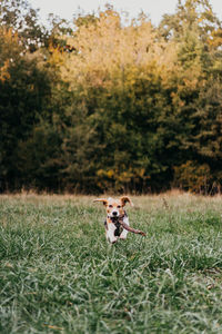 Dog running on field