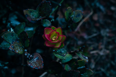 Close-up of flowering plant