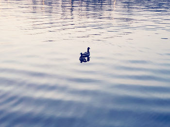 High angle view of duck swimming in lake