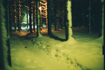 Trees in forest during winter