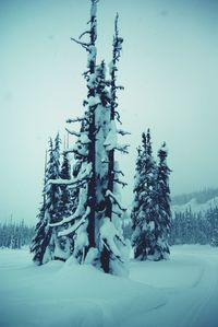 Snow covered trees on field