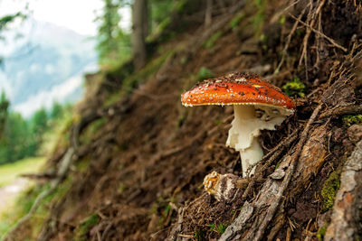 Close-up of mushroom growing on tree trunk