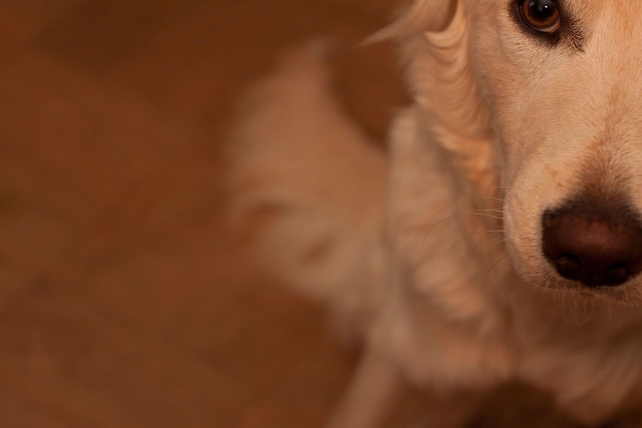 domestic animals, animal themes, one animal, mammal, pets, dog, animal head, close-up, animal body part, indoors, portrait, looking at camera, part of, brown, snout, selective focus, focus on foreground, no people, animal nose