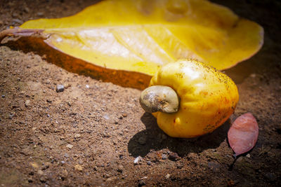 Close-up of yellow fruit on ground