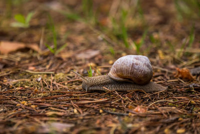 Beautiful burgundy snail on the forest floor. helix pomatia crawling on a spring ground.