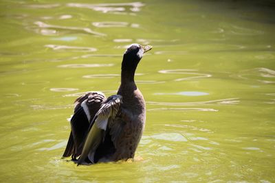 Bird in lake