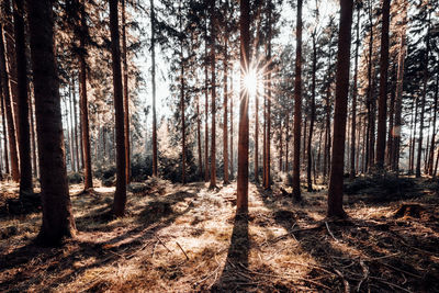 Sunlight streaming through trees in forest