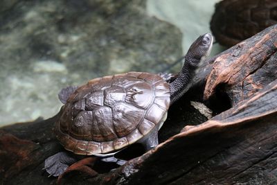 High angle view of turtle on log by lake