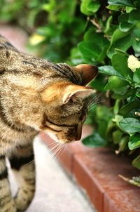 Close-up of cat outdoors