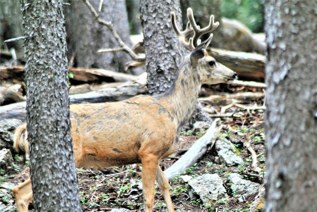 VIEW OF DEER ON TREE TRUNK