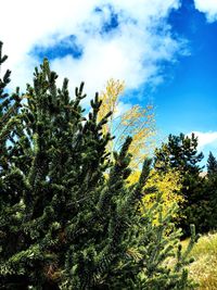 Low angle view of trees against sky