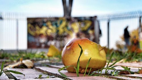 Close-up of apple growing on field