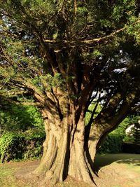 Trees growing in park