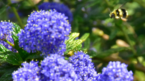 Close-up of bee pollinating on purple flower