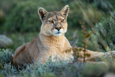 Close-up of lioness