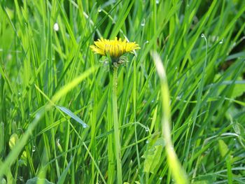 Close-up of yellow flowering plant on field