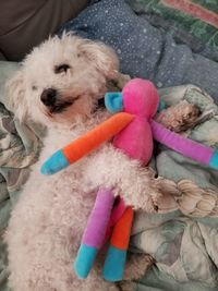 High angle view of dog with toy