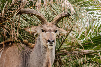 Portrait of kudu against trees