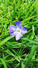 Close-up of purple flowers blooming outdoors