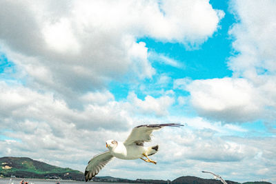 Seagull flying in sky
