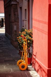 Potted plants against orange wall