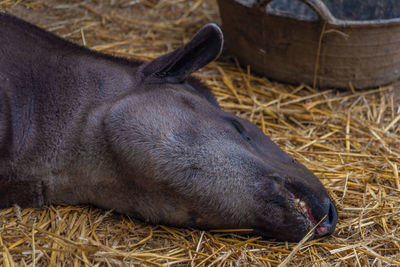 Close-up of a resting