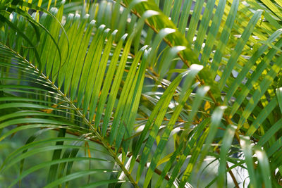 Close-up of plants