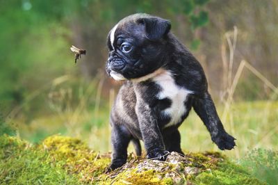 Monkey looking away on field