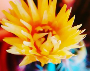 Close-up of yellow flower