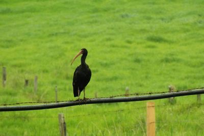 Bird perching on grass