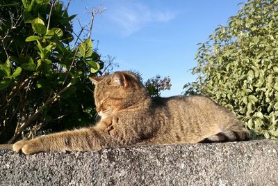 Cat sleeping in a tree