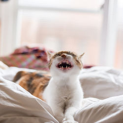 Cat yawning on bed at home