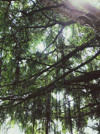 Low angle view of trees in forest