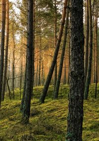 Trees in forest