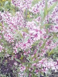 Pink flowers blooming in park