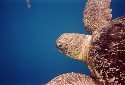 Close-up of turtle swimming in sea