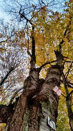 Low angle view of trees