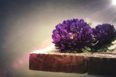 Close-up of purple flowers