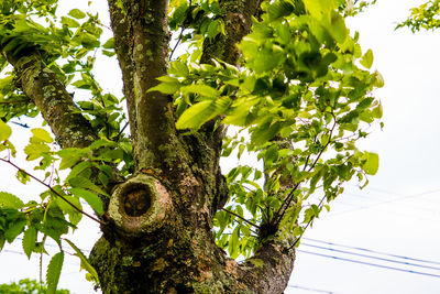 Low angle view of tree against sky