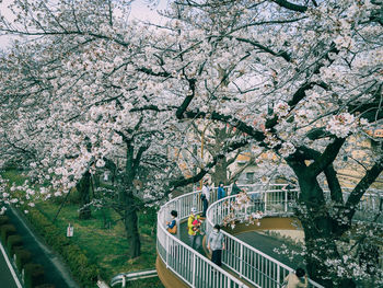 Cherry blossom trees in city
